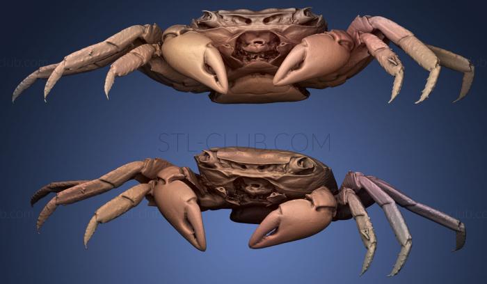 3D model Crab (STL)